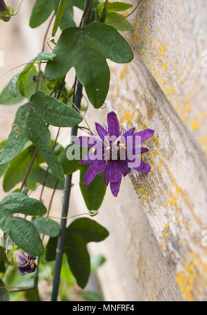 Passiflora. La passion des fleurs. Banque D'Images