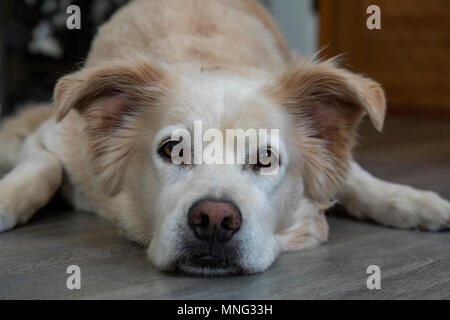 Un chien au repos, sauvé de la fourrière. Elle est partie, partie Golden Retriever Lab, et peut-être partie Berger Allemand. Banque D'Images