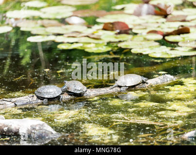 Trois tortues d'eau douce soleil au bord d'un étang dans un journal Banque D'Images