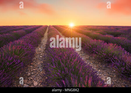 Soleil se lève sur les champs de lavande à Valensole France. Banque D'Images