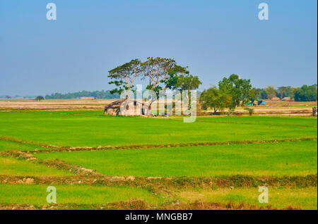 Le petit agriculteur's house sous les arbres avec des rizières vert juteux au premier plan, la région de Bago, le Myanmar. Banque D'Images