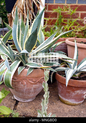 Agave-cactus (Agavaceae) croissant dans des pots Banque D'Images