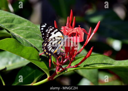 Caper papillon blanc, Belenois java teutonia Banque D'Images