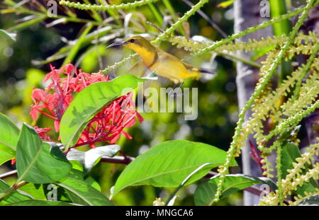 Soutenu d'olive sunbird Banque D'Images