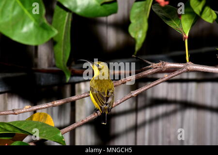 Soutenu d'olive sunbird Banque D'Images