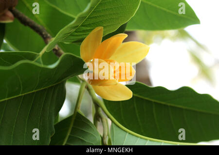 Fleur de magnolia champaca Banque D'Images