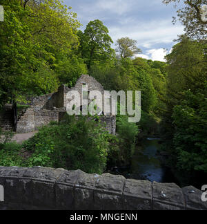 Le Jesmond Dene en été, Newcastle-upon-Tyne, Tyne et Wear, Angleterre, Royaume-Uni Banque D'Images