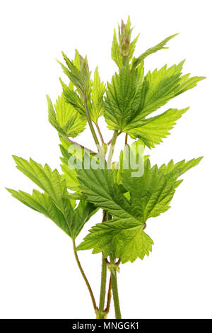 Premier printemps Avril feuilles et brindilles de houblon liana plante. Isolated on white studio shot Banque D'Images