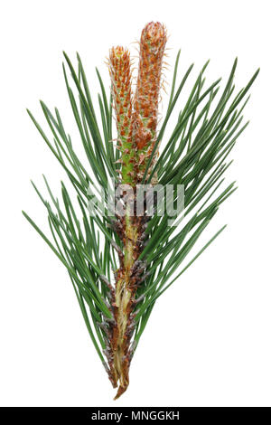 Une branche d'un arbre de la forêt de pins avec ressort d'avril les jeunes bourgeons de cônes. Isolé sur un plan macro studio blanc Banque D'Images