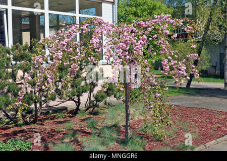 Le cerisier pleureur PRUNUS KIKU SHIDARE grade fleurit dans fluffy rose parfumé. flowerss 24 avril ensoleillé tourné urbain en plein air Banque D'Images