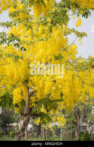 Laburnum indien (Cassia fistula) de la Thaïlande. Banque D'Images