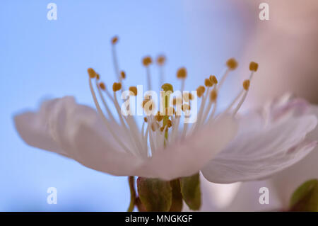 Close up au cerisier (Prunus avium) fleurs. Banque D'Images
