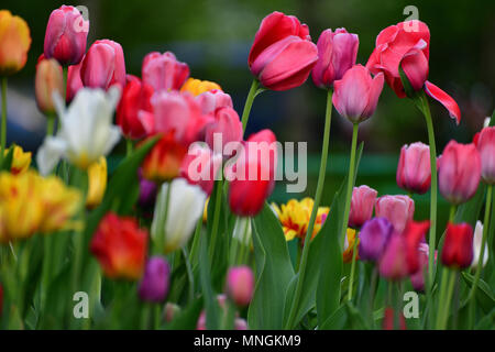 Tulipes de couleurs différentes et jardins en parterre Banque D'Images