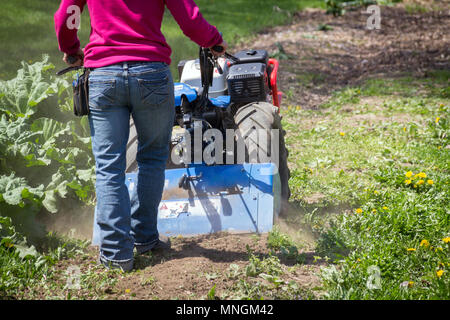 Femme au volant motoculteur tracteur la préparation du sol sur un jardin extérieur Banque D'Images