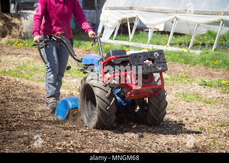 Femme au volant motoculteur tracteur la préparation du sol sur un jardin extérieur Banque D'Images