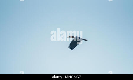 Calao Rhyticeros undulatus nimbés, calao, flying on blue sky Banque D'Images
