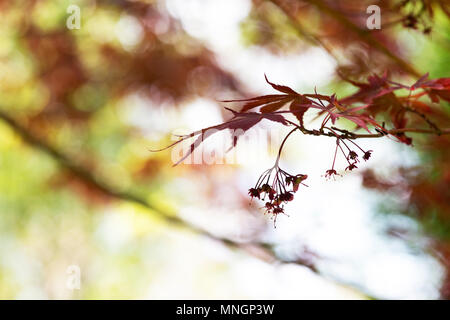 Acer palmatum 'Shojo shidare'. L'érable japonais shidare shojo feuilles et fleurs au printemps. UK Banque D'Images