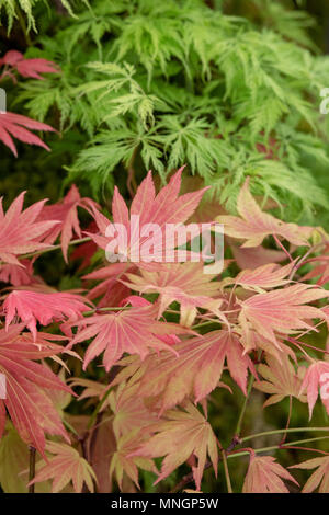 Acer shirasawanum 'Moonrise'. Shirasawa 'Moonrise' érable arbre feuilles en mai à un flower show. UK Banque D'Images