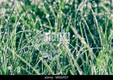 Spider web parmi les prés vert brillant de rosée tôt un matin d'été Banque D'Images