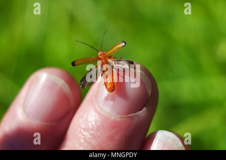 Soldat orange vif ponderosa se trouve sur le doigt et écarte les ailes translucides à voler. Sur l'arrière-plan flou eté vert prairie. Banque D'Images