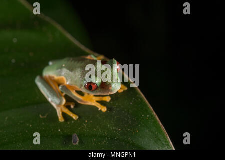 L'orang-verso des feuilles de vol, Grenouille Agalychnis spurrelli, Hylidés, Parc National Manuel Antonio, Costa Rica, Amérique Centrale Banque D'Images