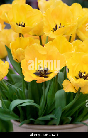 Tulipa 'Daydream'. Tulip 'Daydream' fleurs. UK Banque D'Images