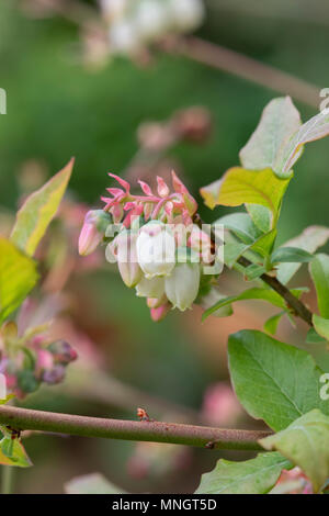 Vaccinium corymbosum. Fleurs de bleuet en avril. UK Banque D'Images