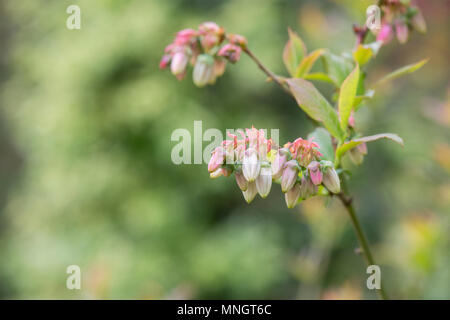 Vaccinium corymbosum. Fleurs de bleuet en avril. UK Banque D'Images