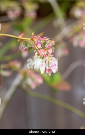 Vaccinium corymbosum. Fleurs de bleuet en avril. UK Banque D'Images