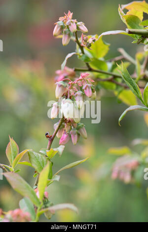 Vaccinium corymbosum. Fleurs de bleuet en avril. UK Banque D'Images