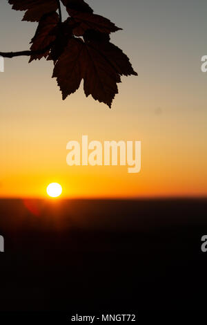 Coucher du soleil et feuilles de sycomore Banque D'Images