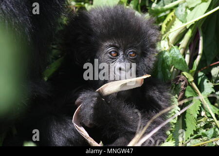 Bébé gorille de montagne à mâcher sur une feuille séchée Banque D'Images