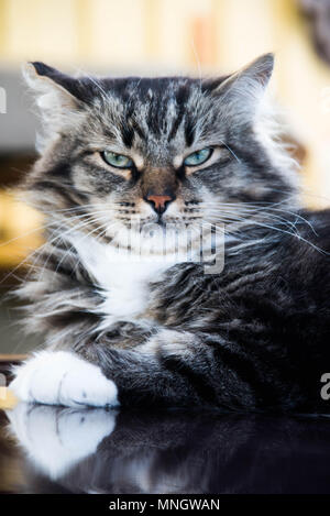 Portrait d'une grave et grand chat Banque D'Images