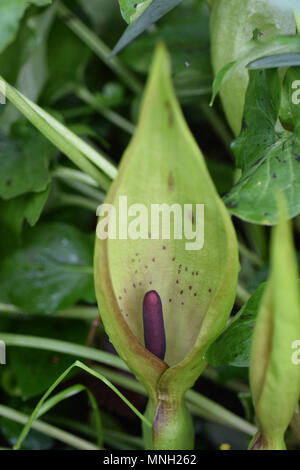 Cuckoo pint, arum sauvage Banque D'Images