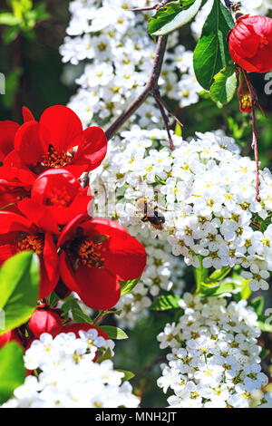 Abeille sur des fleurs de spiraea cinerea, près de red bells fleurs. Alyssum blanc, de l'apiculture et les fleurs rouges. Blanc de printemps avec de belles fleurs d'abeille. Insectes de beauté. Banque D'Images