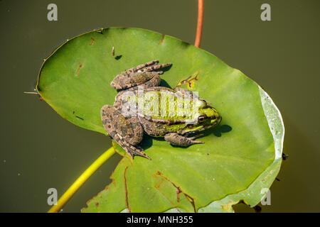 La grenouille verte sur algues feuilles Banque D'Images