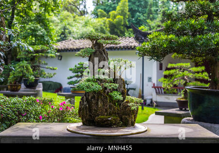 Beaux bonsai arbre dans un jardin japonais durant la journée . Banque D'Images