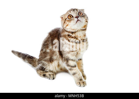 Un rayé deux couleurs et d'un chaton Scottish Fold cat looking up, isolé sur un fond blanc. Banque D'Images