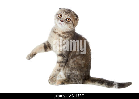 Un rayé d'un chaton Scottish Fold chat assis avec une patte, isolé sur un fond blanc. Banque D'Images