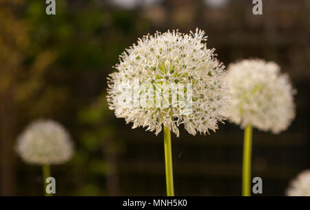 Wimbledon, Londres, Royaume-Uni. 17 mai, 2018. Grand et globulaire, Allium sauvages ou d'oignons, en pleine floraison dans un ciel ensoleillé matin de Londres. Ces fleurs spectaculaires sont un volet populaire lors de la prochaine usine RHS Chelsea Flower Show, ouverture au public le 22 mai. Credit : Malcolm Park/Alamy Live News Banque D'Images