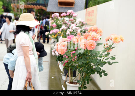 Saitama, Japon. 17 mai, 2018. Les gens apprécient roses pendant le 20e Salon International de Roses & Jardinage à Saitama, Japon, le 17 mai 2018. Credit : Ma Ping/Xinhua/Alamy Live News Banque D'Images