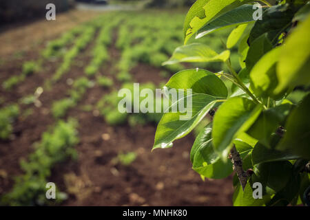 Close-up of plum feuilles et potager dans l'arrière-plan. Prunier Banque D'Images