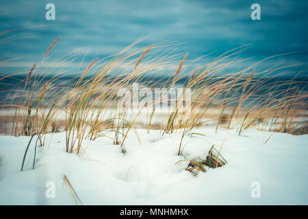 Le vent froid soufflant à roseaux plage couverte de neige en hiver Banque D'Images