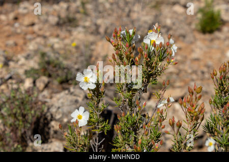 Cistus clusii, Rock Rose Banque D'Images