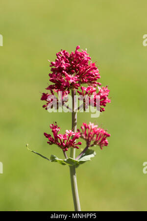 Fleur rouge de valériane - Centranthus ruber Banque D'Images
