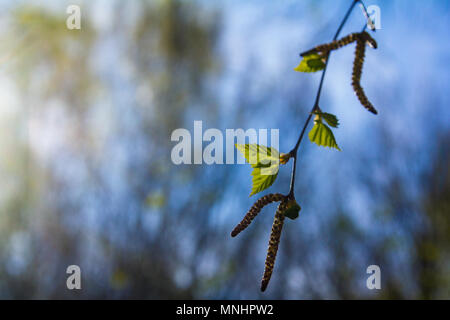 Premier vert feuilles de bouleau avec les graines sur une journée ensoleillée de printemps contre le ciel bleu Banque D'Images