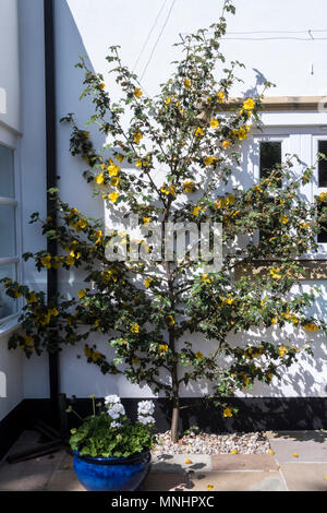 Fremontodendron California Glory poussant sur le mur d'une maison blanche Banque D'Images