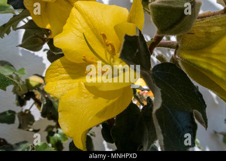 Fremontodendron California Glory grandir le mur blanc d'une maison Banque D'Images