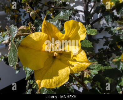 Fremontodendron California Glory grandir le mur blanc d'une maison Banque D'Images