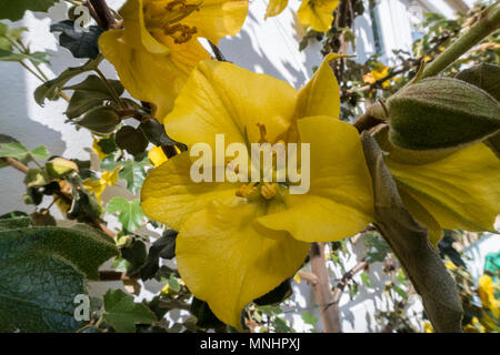 Fremontodendron California Glory grandir le mur blanc d'une maison Banque D'Images